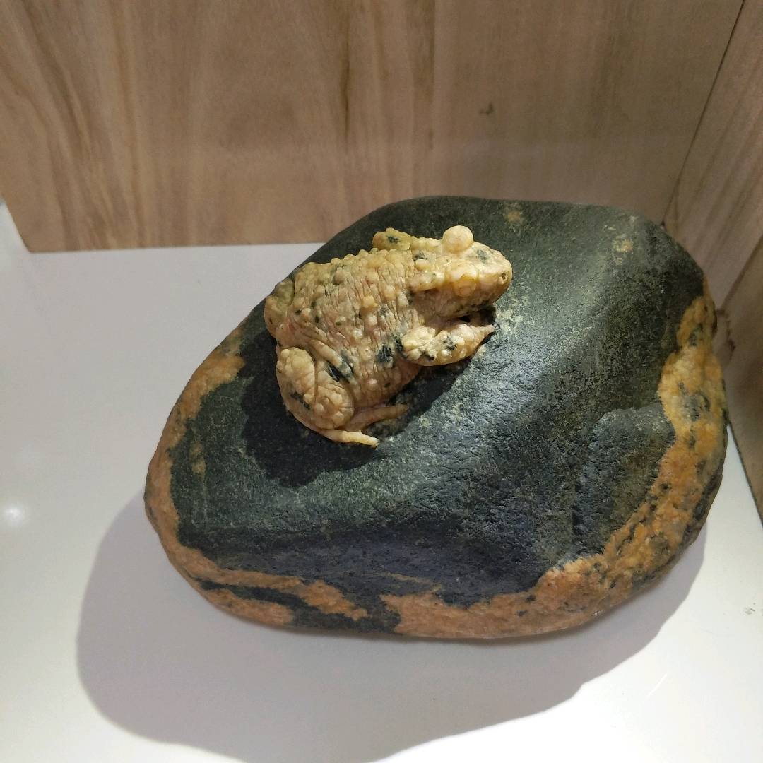 娄金宿的作品-