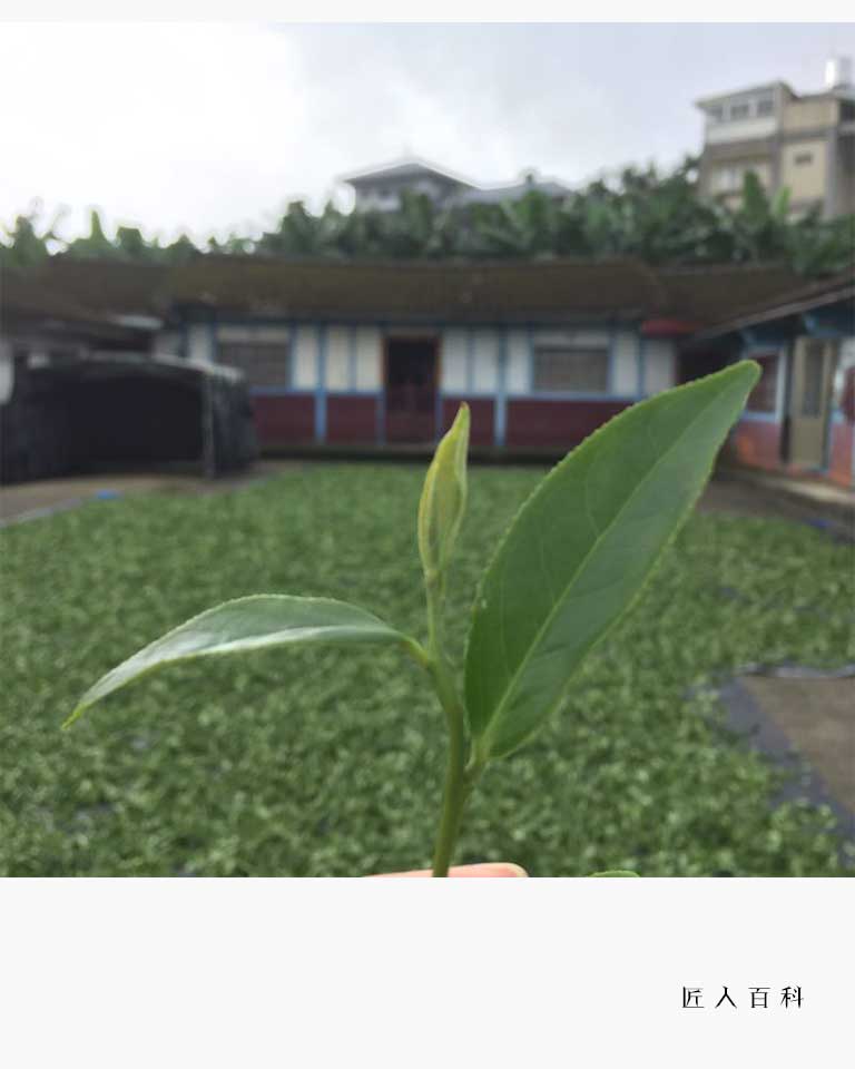 林世哲的作品-林世哲炒茶