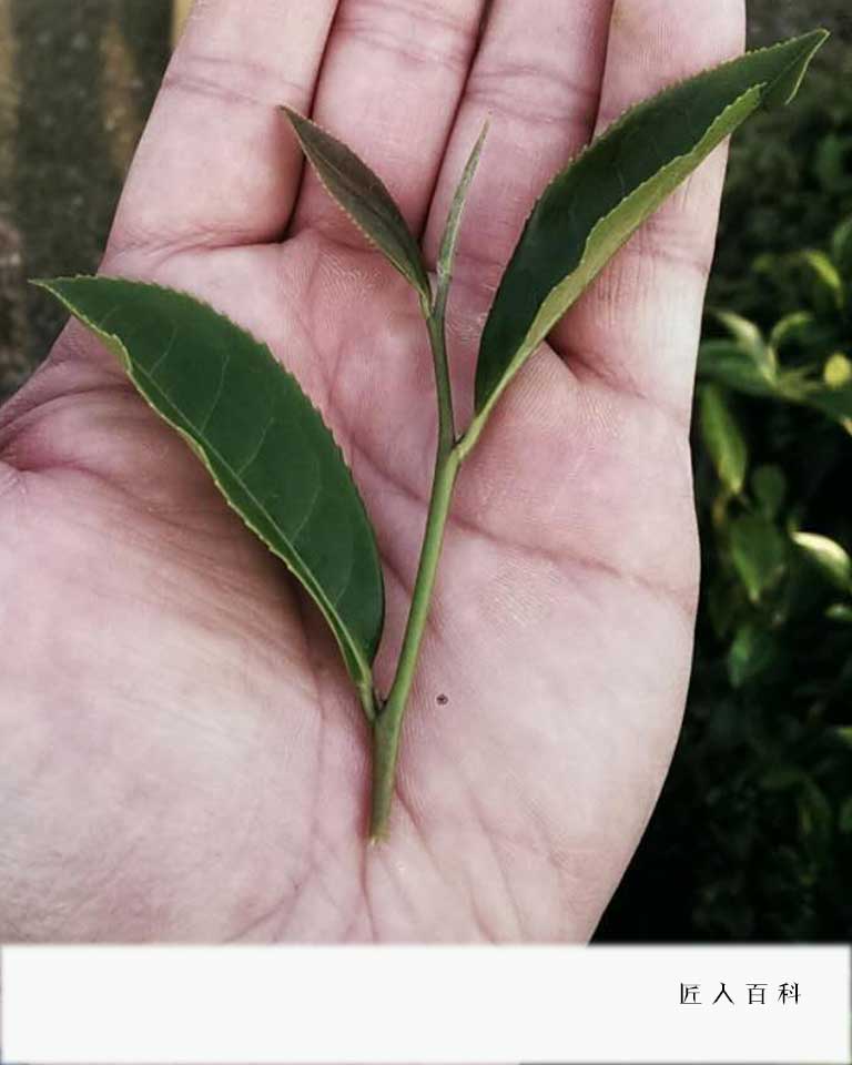 林世哲的作品-林世哲炒茶
