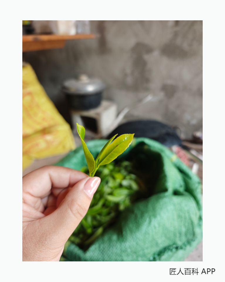 徐燕婷的作品-徐燕婷烤茶技艺
