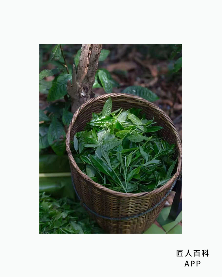 王盼的作品-王盼评茶师