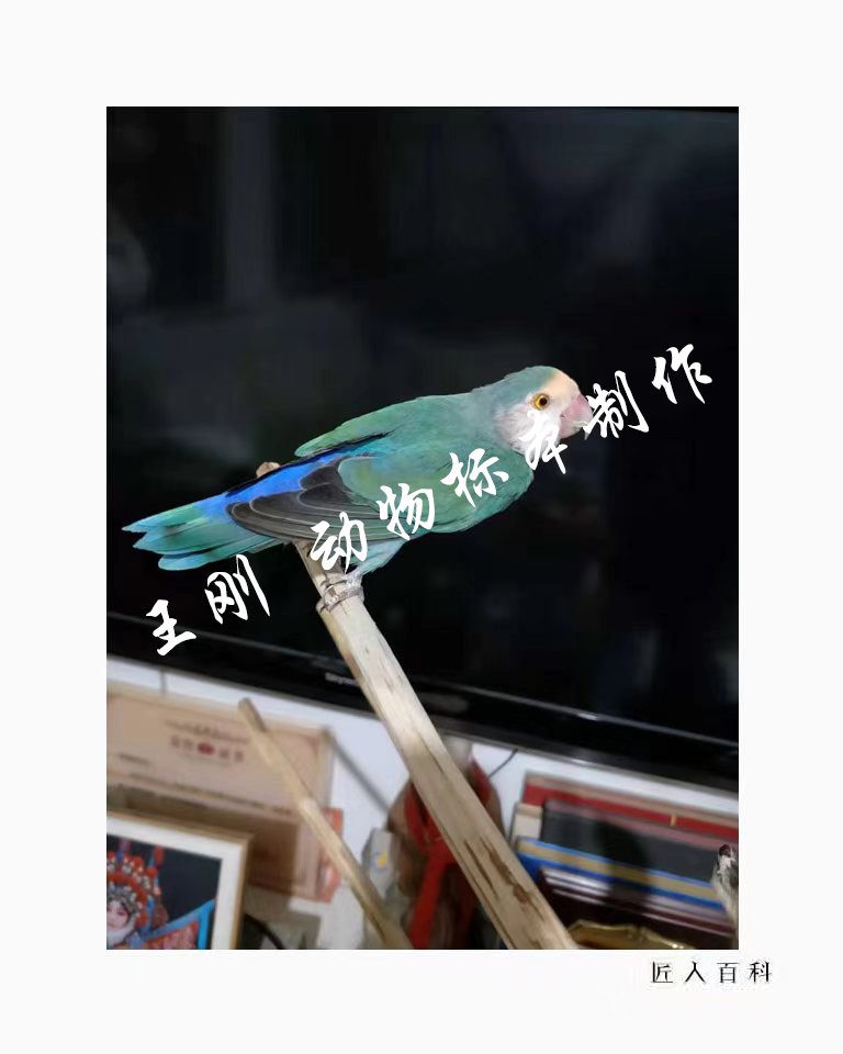 王刚(国家一级标本师)的作品-9.png