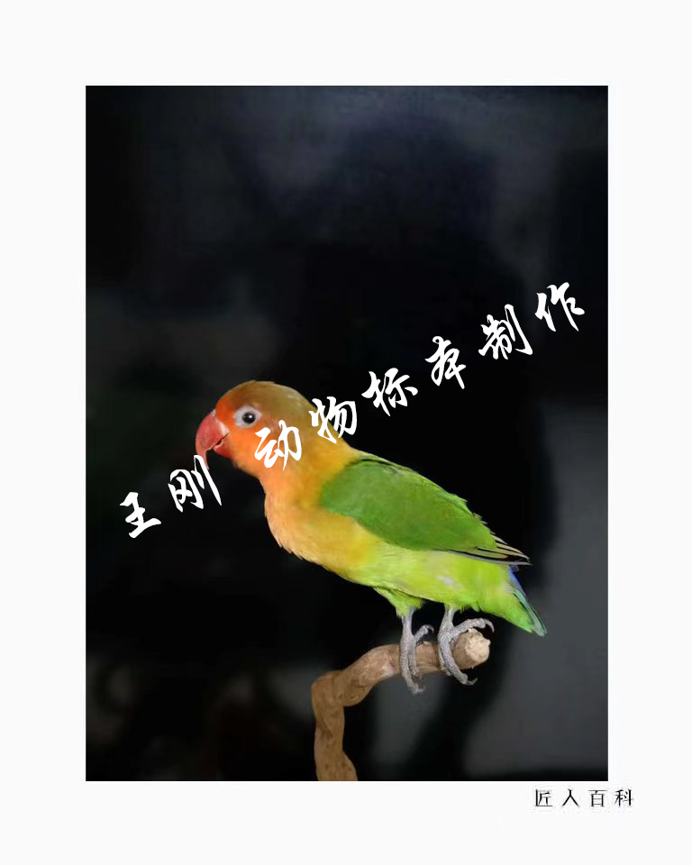 王刚(国家一级标本师)的作品-10.png