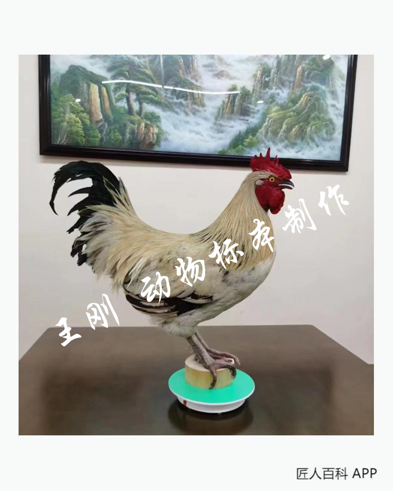 王刚(国家一级标本师)的作品-16.png