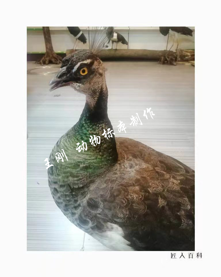 王刚(国家一级标本师)的作品-2.png
