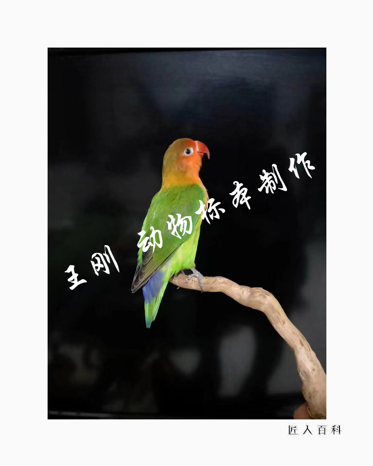 王刚(国家一级标本师)的作品-8.png