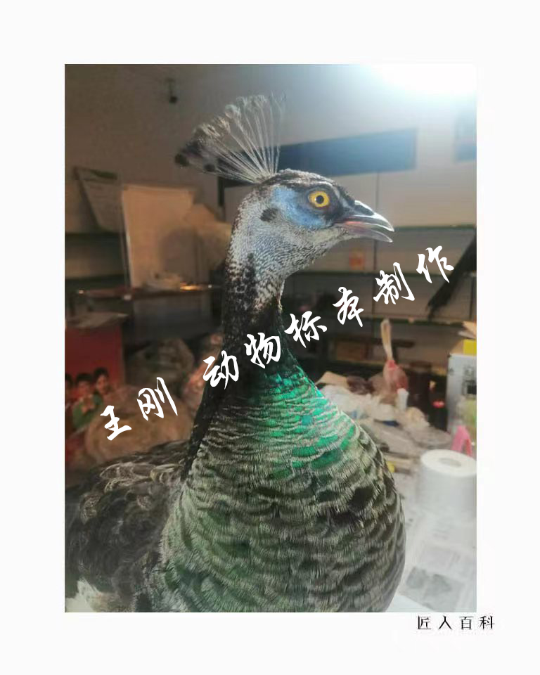 王刚(国家一级标本师)的作品-14.png