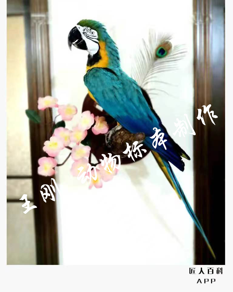 王刚(国家一级标本师)的作品-4.png