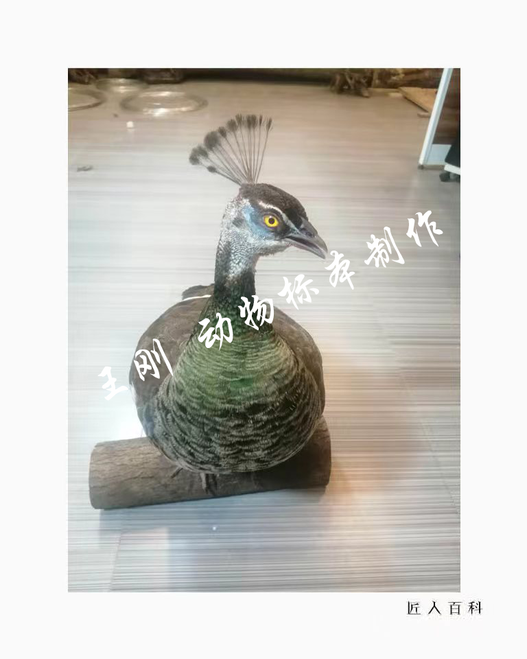 王刚(国家一级标本师)的作品-13.png