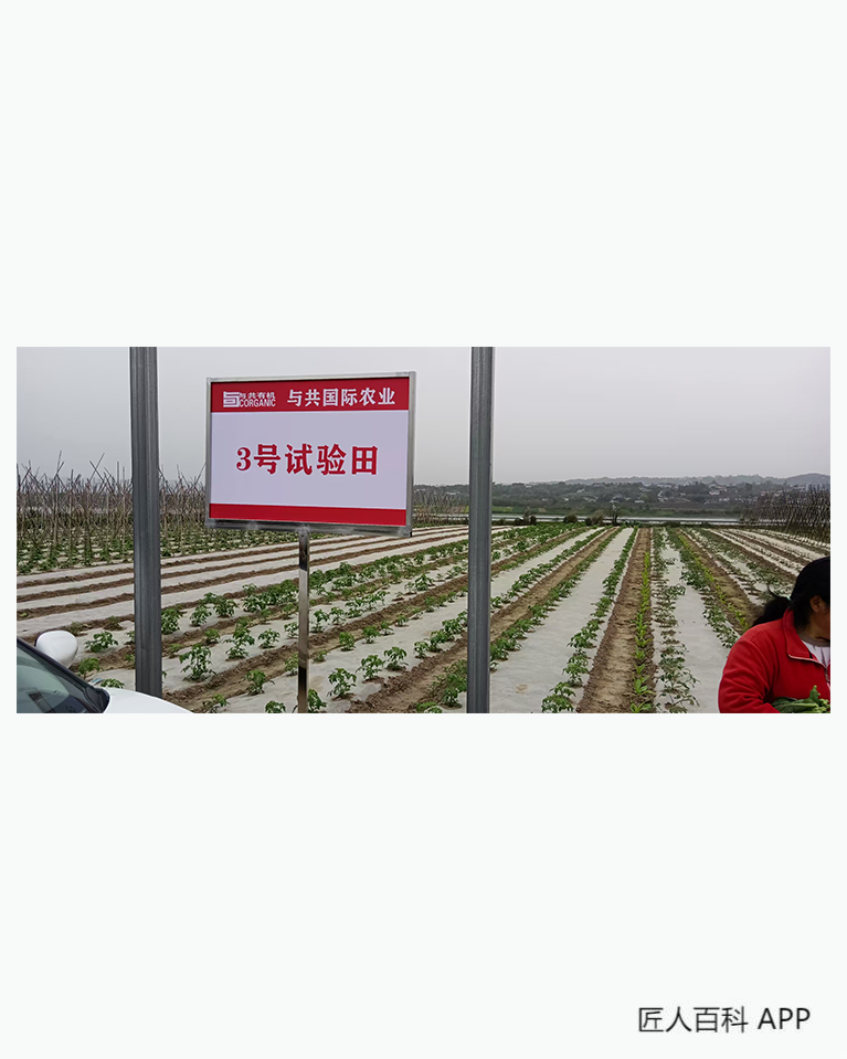 徐焘知的作品-徐焘知与共国际农业